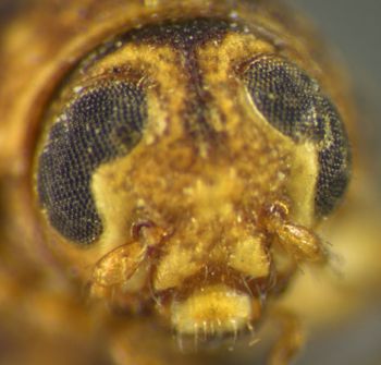 Media type: image; Entomology 8408   Aspect: head frontal view